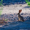 Black-Tailed Jackrabbit in a Desert Wash