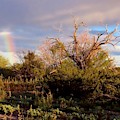 Sonoran Desert Spring Rainbow